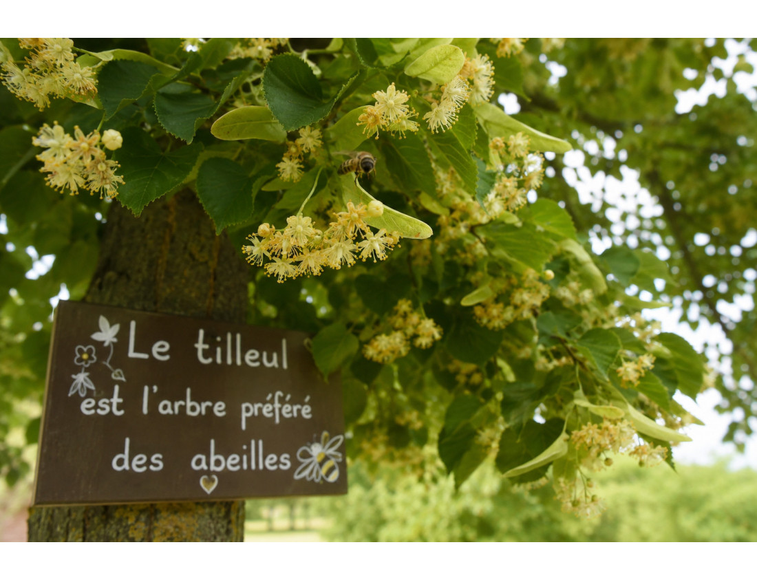 Tout savoir sur le Tilleul